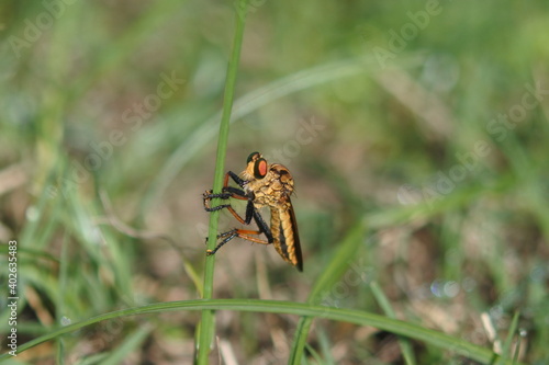 Robber fly is holding on a plant leaf. Facing left.