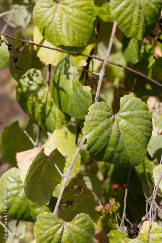 Simple green cordate leaves of Southern California Grape, Vitis Girdiana, Vitaceae, native monoecious perennial deciduous woody vine in Ballona Freshwater Marsh, Southern California Coast, Autumn.