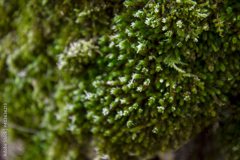 Shooting up close. Macro photography of plants. Winter morning. Shooting up close. Macro photography of plants. Winter morning.