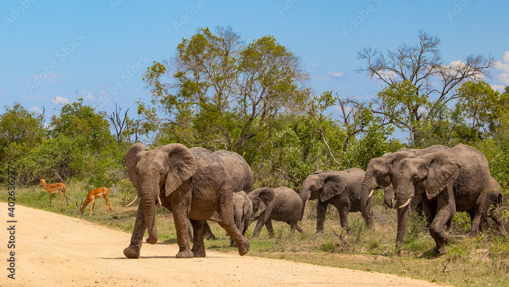 Fototapeta premium elephants in the wild