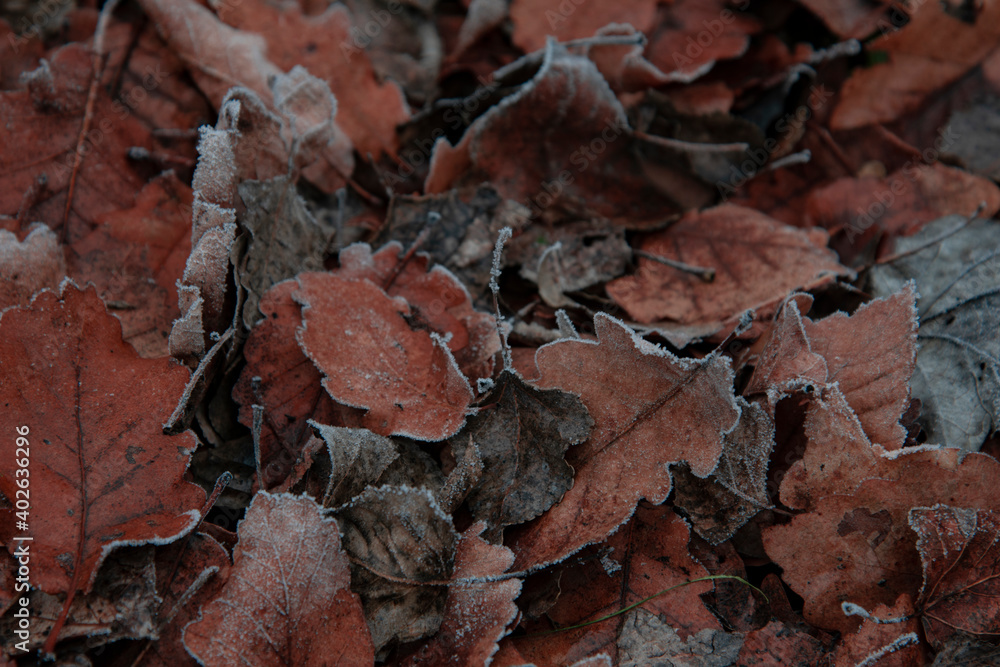 Bright autumn leaves. Fallen leaf. Light frost. Bright autumn leaves. Fallen leaf. Light frost.