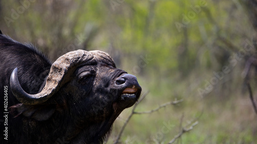 angry cape buffalo