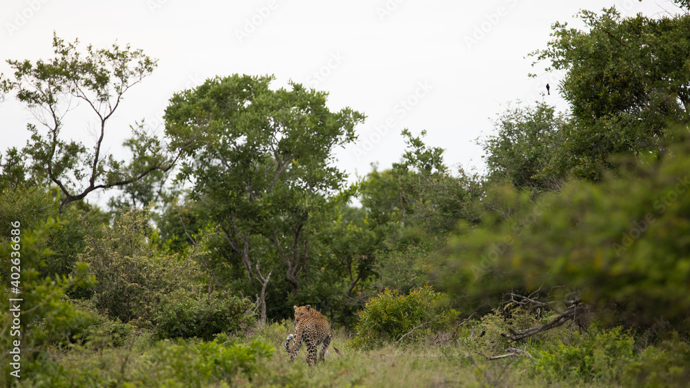 Fototapeta premium leopard on the move