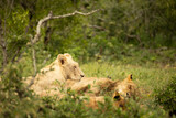 white lion in Kruger