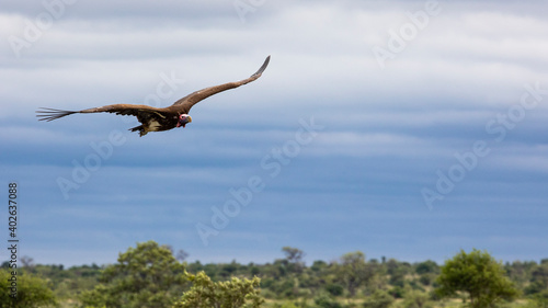 lappet faced vulture in flight