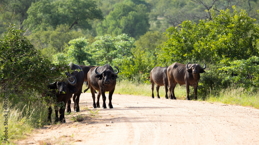 African buffalo on the move