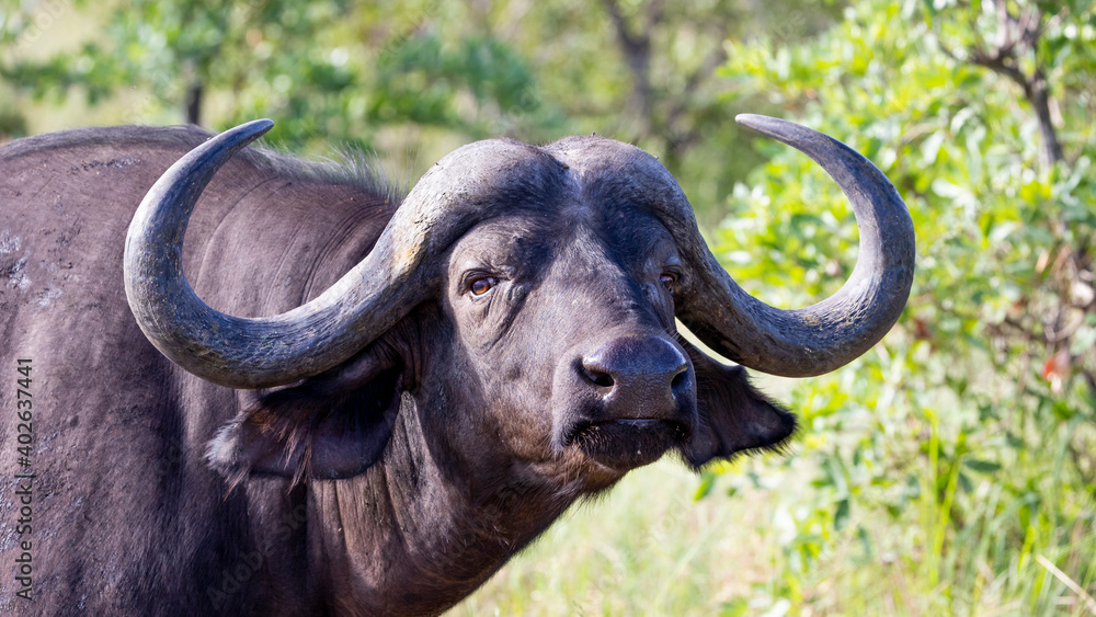 african cape buffalo - close up