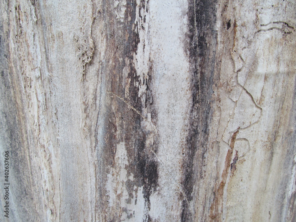 old wood texture old wood texture