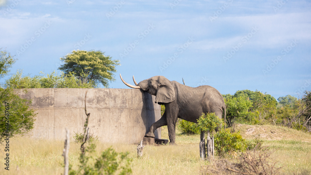 African elephant drinking water from a dam