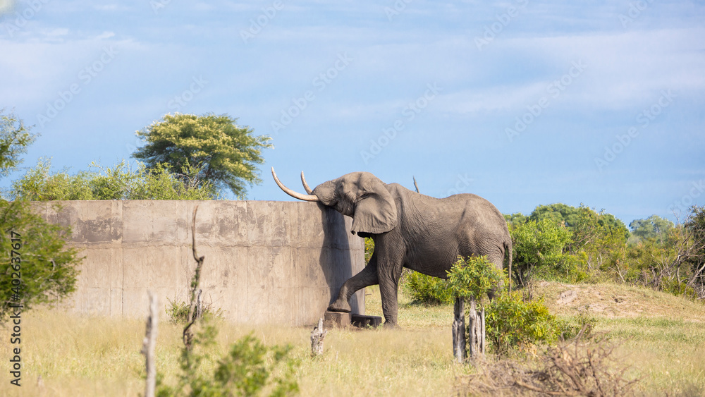 Obraz premium African elephant drinking water from a dam
