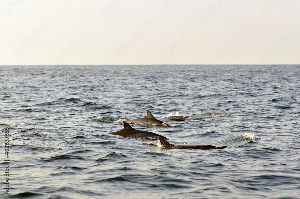 Fototapeta premium Dolphins at Kiluan Gulf, Indonesia.