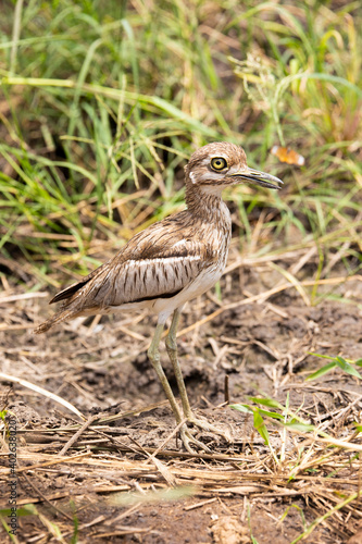 water thick knee