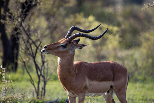 impala ram