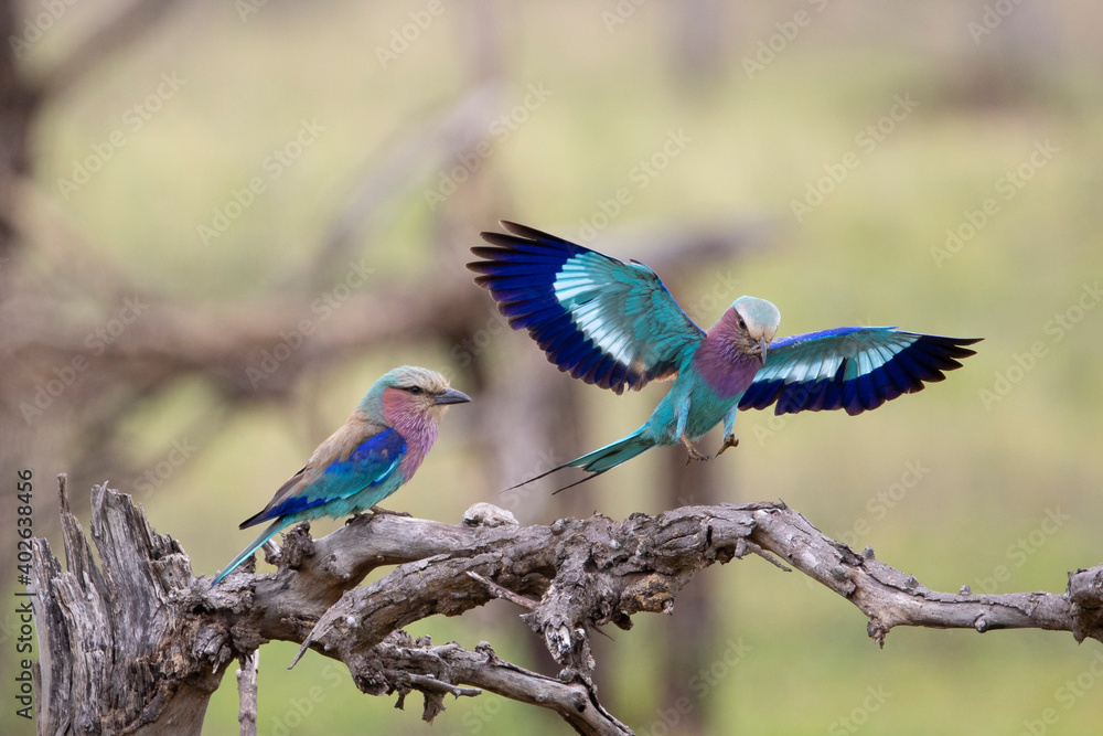 Obraz premium lilac-breasted roller in flight