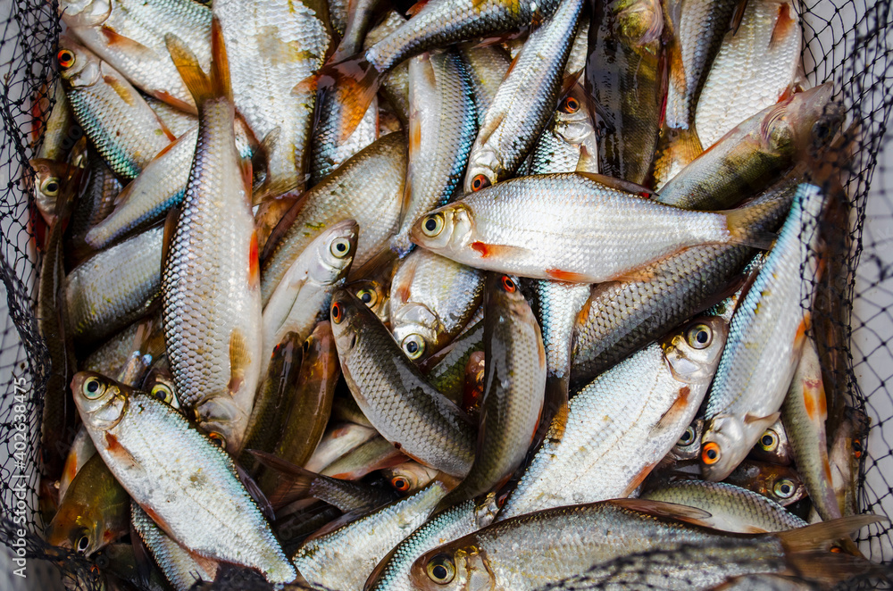 Obraz premium live fish in the angler's