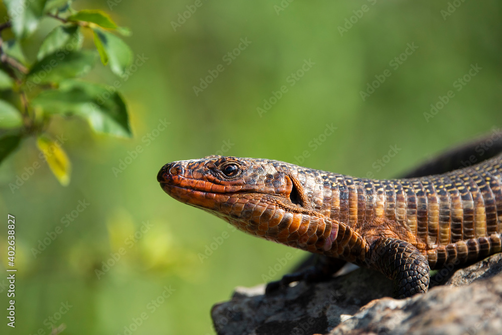 giant platted lizard giant platted lizard