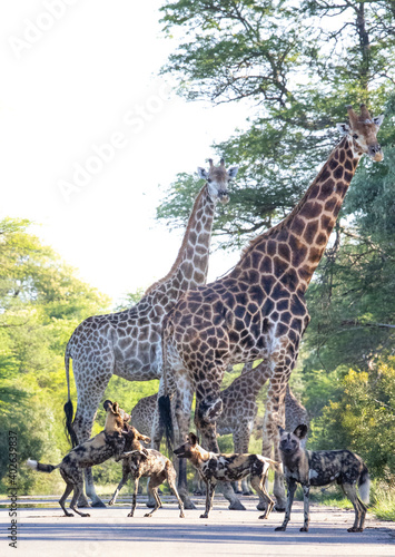 African wild dog and giraffes