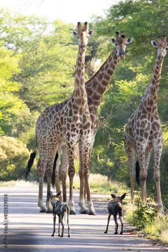 Photography African wild dog and giraffes