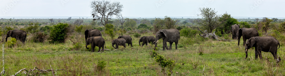 African elephant herd - pano