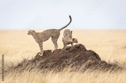 Two cheetah brothers standing on a termite mound in the open plains of Serengeti in Tanzania