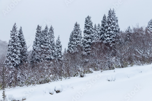 山の雪景色 冬 森林