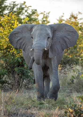 Vertical portrait of a young elephant with small tusks standing in the bush in Savuti Reserve in Botswana