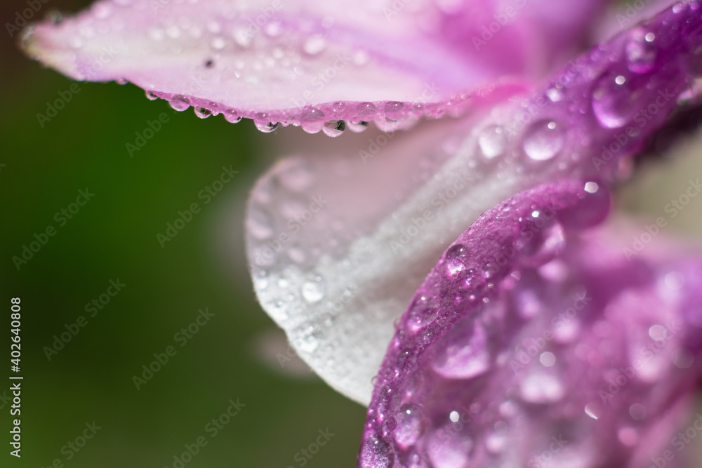Macro blooming flower part.Beautiful wet pink petal with water drop on sunlight