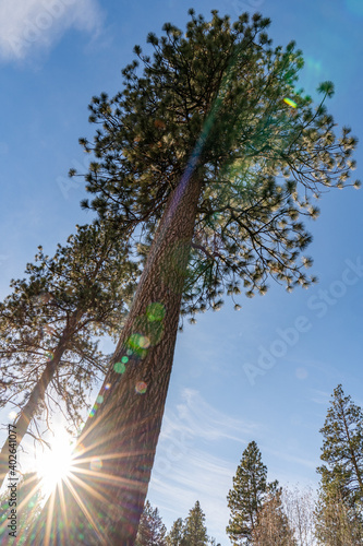 Pine Trees at Sunset in Shevlin Park in Bend Oregon photo