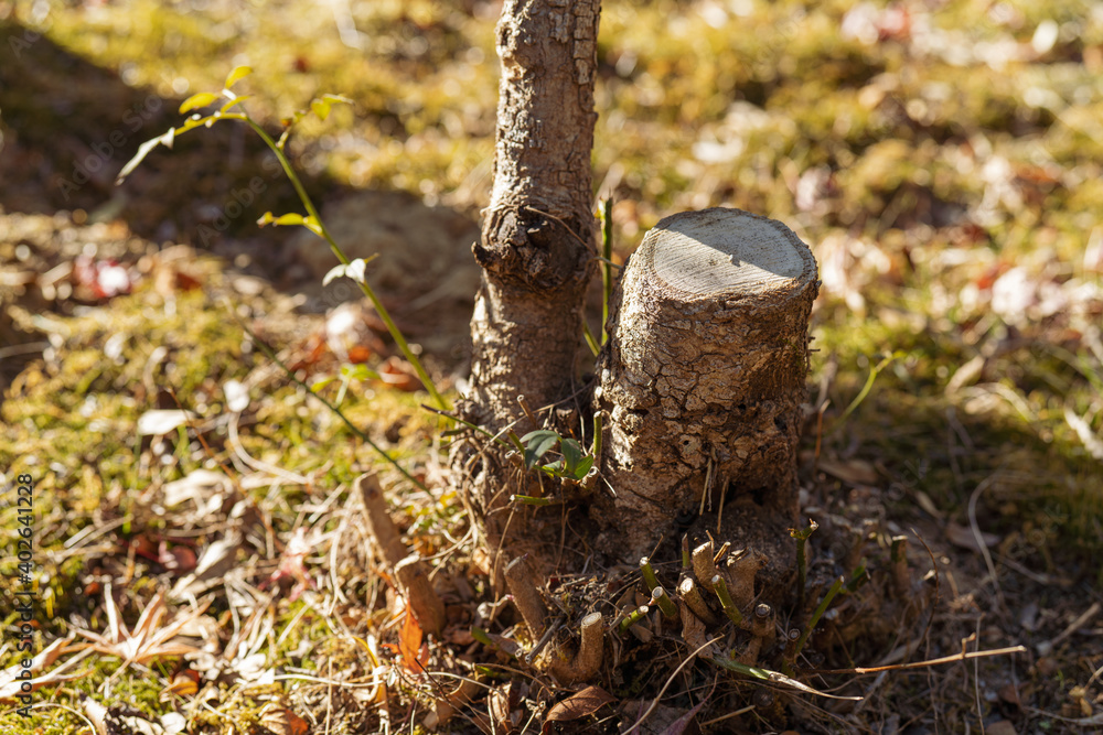 Obraz premium 苔と小木々