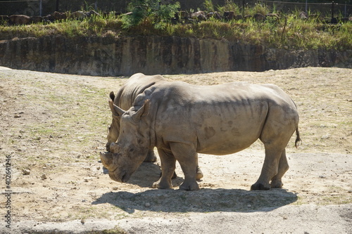 Southern white Rhinoceros - ミナミシロサイ