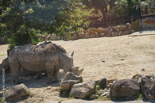 Southern white Rhinoceros - ミナミシロサイ © Eric Akashi