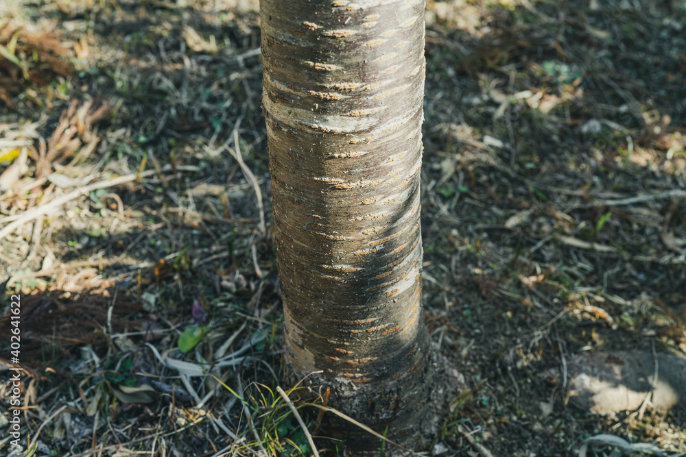 Obraz premium 光と立木