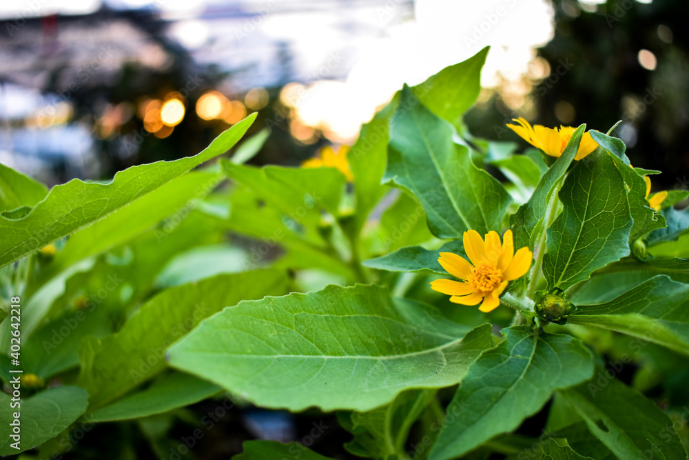 Fototapeta premium flowers in the garden