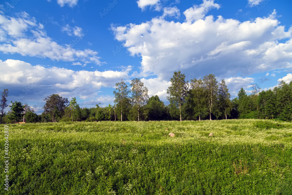 Natural backgrounds Birch trees