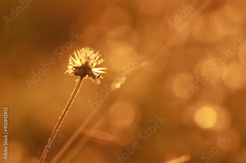 Close up grass flowers on sunlight in the morning