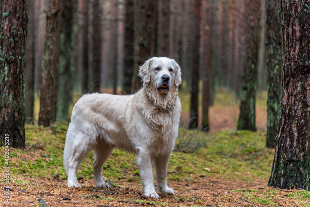 White Golden Retriever Standing in a Forest