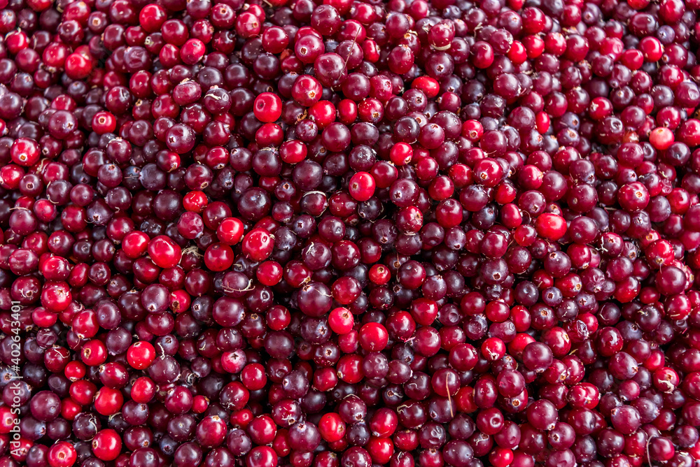 Colorful Red Fresh Cranberries Close up Colorful Red Fresh Cranberries Close up