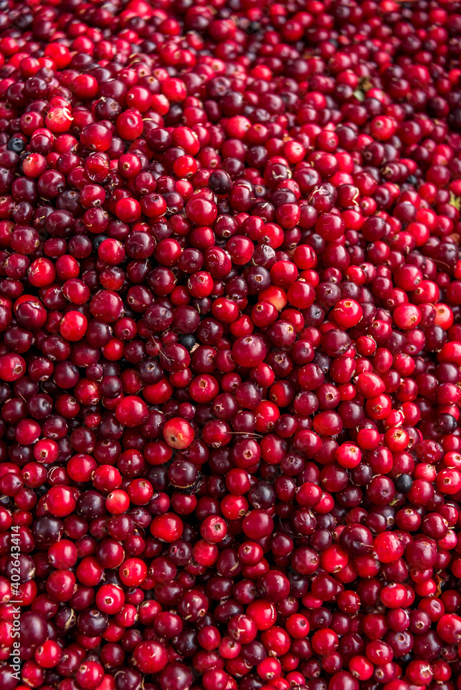 Colorful Red Fresh Cranberries Close up Colorful Red Fresh Cranberries Close up