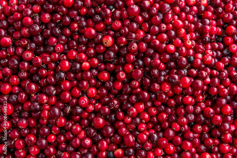 Colorful Red Fresh Cranberries Close up Colorful Red Fresh Cranberries Close up