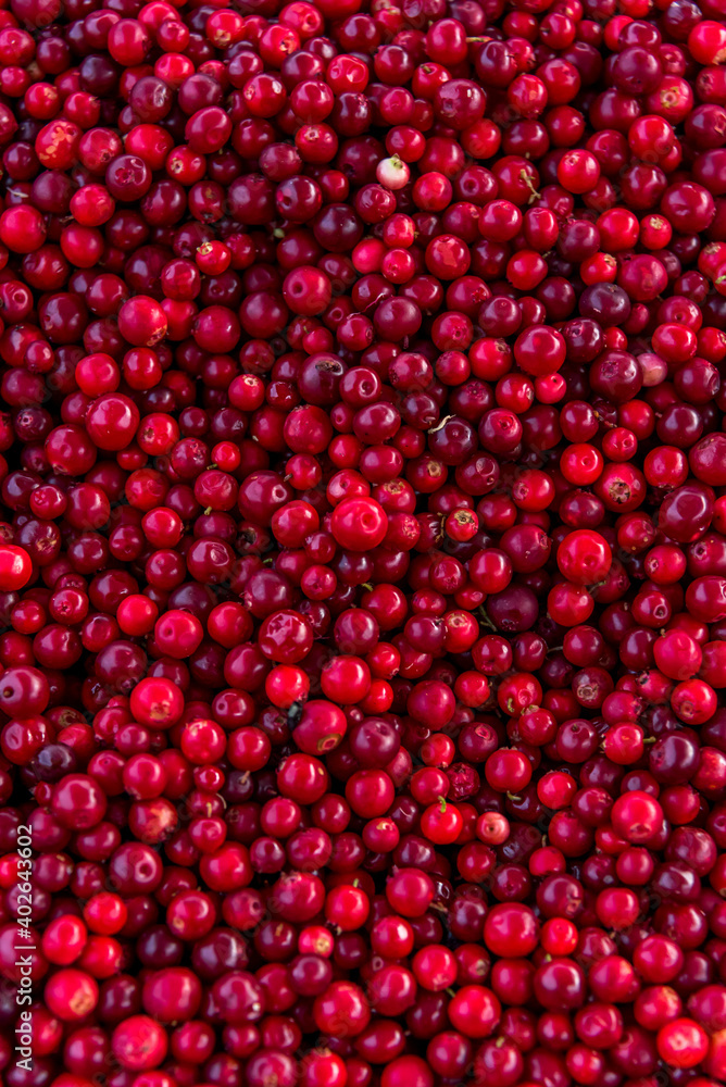 Colorful Red Fresh Cranberries Close up Colorful Red Fresh Cranberries Close up