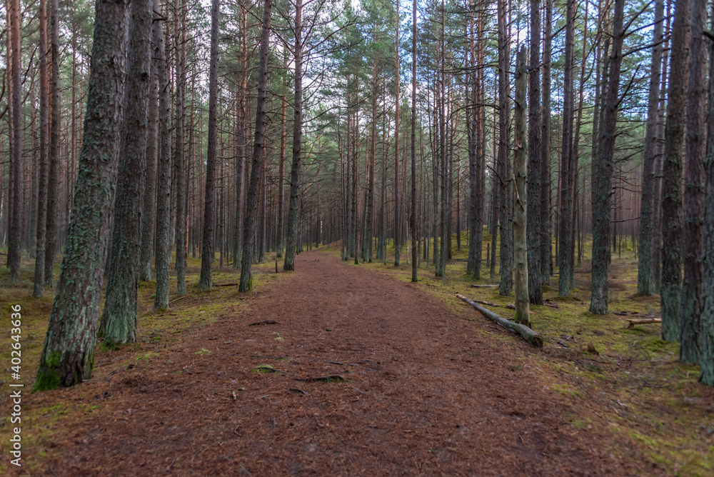 Fototapeta premium Hiking Trail in a Forest Wetland In Latvia in the Winter