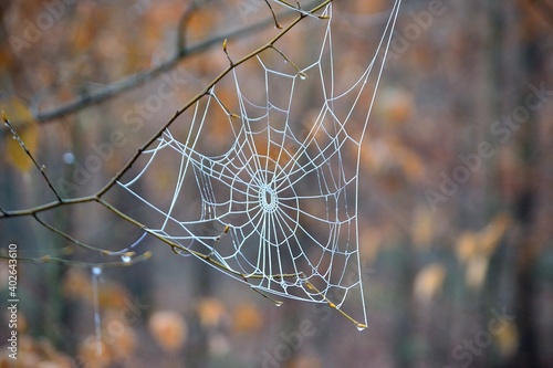 photos of cobwebs in the forest covered with icing, last day of 2020, 31.12.2020, Havířov, northern Moravia, Czech Republic