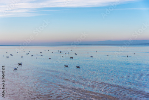 Fototapeta Naklejka Na Ścianę i Meble -  Seagull on the Baltic Sea Coast in Winter in Latvia on Clear Day