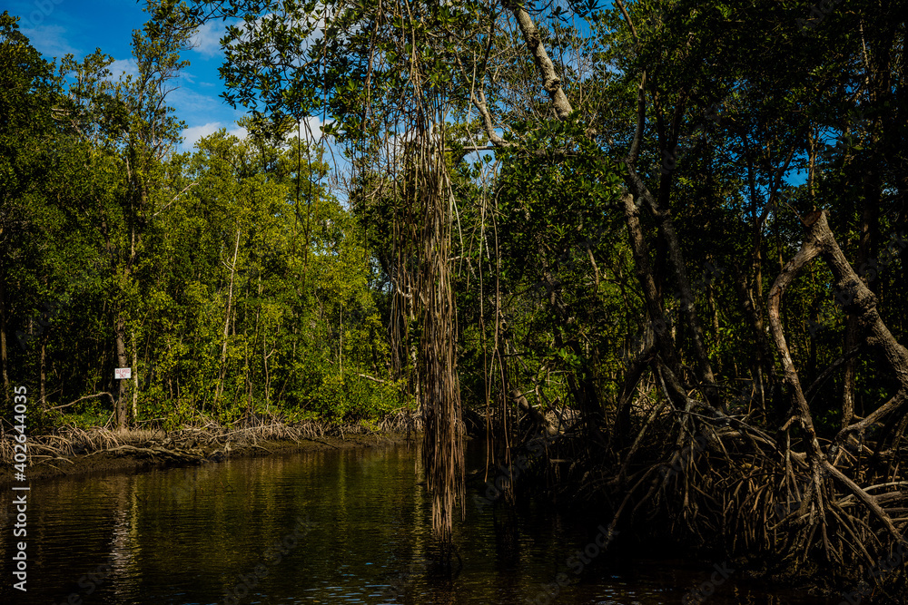Mangrove forest in the Everglades, FL. Mangrove forest in the Everglades, FL.