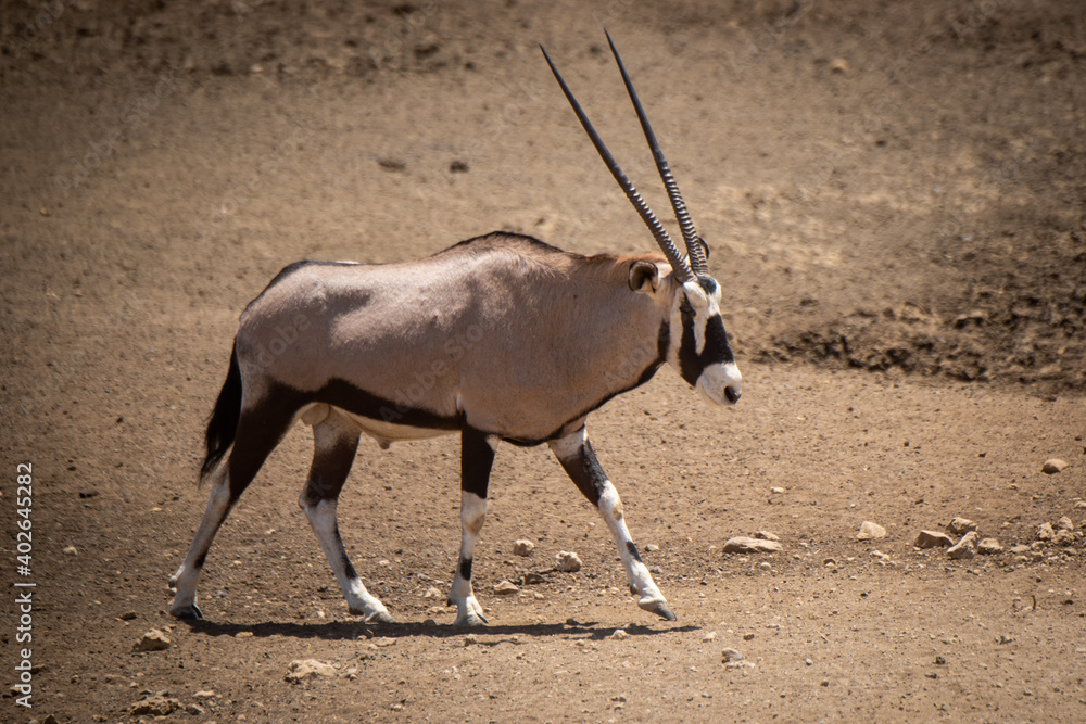Gemsbok walks across stony ground lifting hoof Gemsbok walks across stony ground lifting hoof