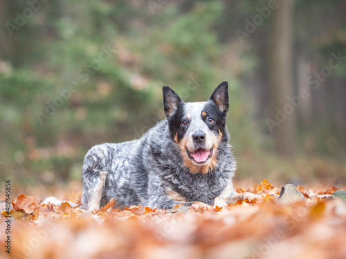 Adult Blue heeler dog laying in orange leaves, blurry autumn background out of focus. Smiling healthy dog
