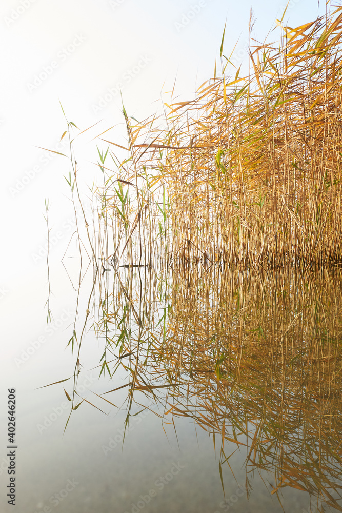 rushes reflecting in calm water in Flyndersoe lake in Denmark rushes reflecting in calm water in Flyndersoe lake in Denmark