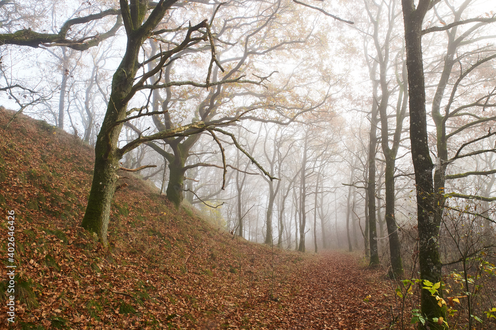 morning fog between oak trees in the forest at Flyndersø lake