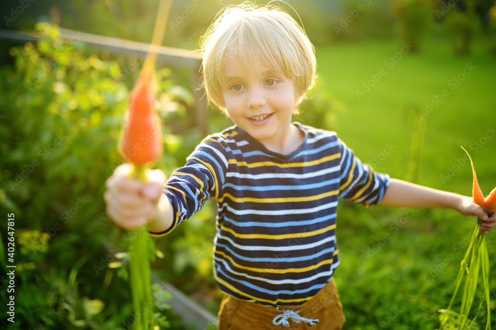 Happy little boy helps family to harvest of organic homegrown vegetables at backyard of farm. Child put on fresh carrot in whelbarrow and having fun. Healthy vegetarian food. Local business. Happy little boy helps family to harvest of organic homegrown vegetables at backyard of farm. Child put on fresh carrot in whelbarrow and having fun. Healthy vegetarian food. Local business.