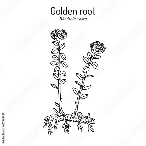 Golden Root rhodiola rosea , medicinal plant photo